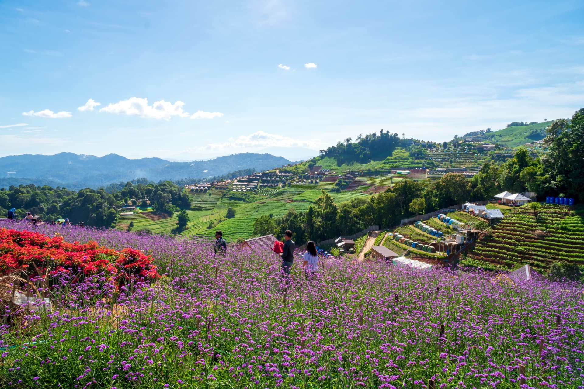 Mae Rim